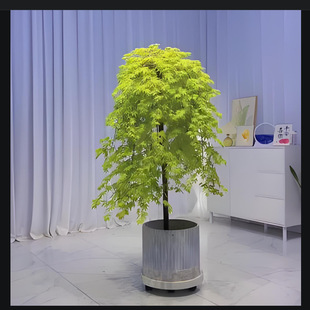 Styling Feather Maple Green Flowing Spring Maple Golden Flowing Spring Maple Seedling Courtyard Landscape Garden Landscaping Artistic Conception Form