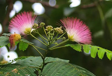 一件代发合欢树苗芙蓉树苗绒花树银叶金合欢花树苗树木庭院南北方