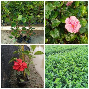 �ۻ����� �t����ɣ �ذ��t�� �M�ڵ��R��