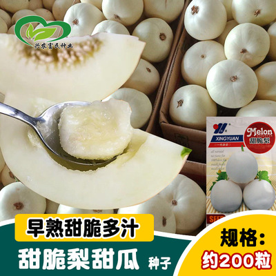 白甜瓜种子 农田菜园早熟圆形肉厚甜脆甜瓜种子 水果瓜果种子
