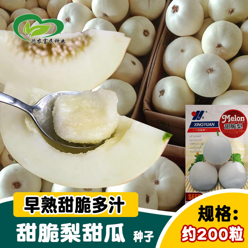 白甜瓜种子 农田菜园早熟圆形肉厚甜脆甜瓜种子 水果瓜果种子
