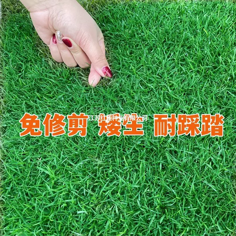 Семена газонной травы Four Seasons Poa pratensis Высокий овсяница Райграсс Инженерные семена Озеленение двора Защита склонов Фиксация почвы Сопротивление протектора