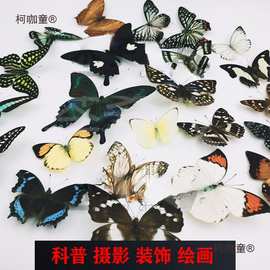 A-品相真蝴蝶标本未展翅原蝶杂蝶昆虫幼儿园教学收藏摄影道麦太保