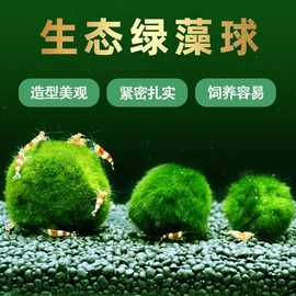 绿藻球鱼缸水草活体生态瓶海藻球水族箱造景装饰绿藻球批发大中小