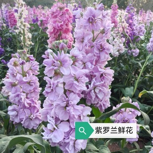 ���_�m�r��������������r�л�ˮ�B��c��܇�Fُ���[�����ֱ�l