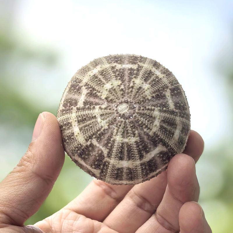 Gossip sea urchin shell 5-6 1