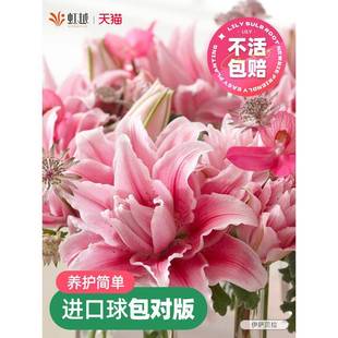 Hongyue Double-Flowered Lily Bulbs Imported White-Flowered Perfume Lily Iron Cannon Four-Season Potted Isabella Elsa
