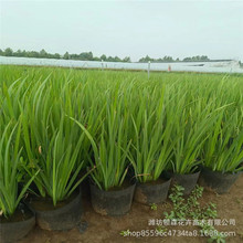 黄菖蒲水生鸢尾 水生常绿鸢尾苗圃批发人工湿地挺水植物 黄菖蒲花