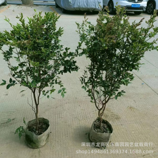 ���ڼΌ������������������ļ�����ɳ���ϱ����Nֲ����Y������