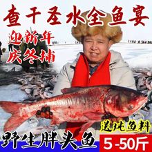 查干湖魚野生胖頭魚鯉魚草魚花鰱魚淡水魚鱅鯽魚天賦予胖頭魚跨境