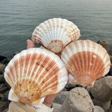 ��Ȼ��ؐ������ؐ��diy�ֹ��L���T�f�b�Ʒ�[����������P����ؐ