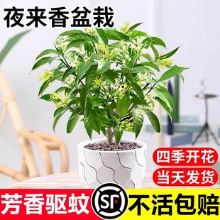Night-Blooming Jasmine Potted Plant Old Stump Sapling Indoor Mosquito Repellent Insect Repellent Flower Plant Outdoor All-Season Blooming Easy-To-Grow Flower Seedling