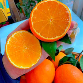 浙江耙耙柑苗 采购价格图片嫁接优质春见果苗