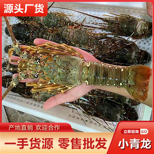 С�����rһֻ�sһ�����l�r����������r�����r���rʳ�ľƵ깩��