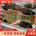 小青龙虾一只约一斤批发鲜活冷冻大龙虾波龙虾海鲜食材酒店供应