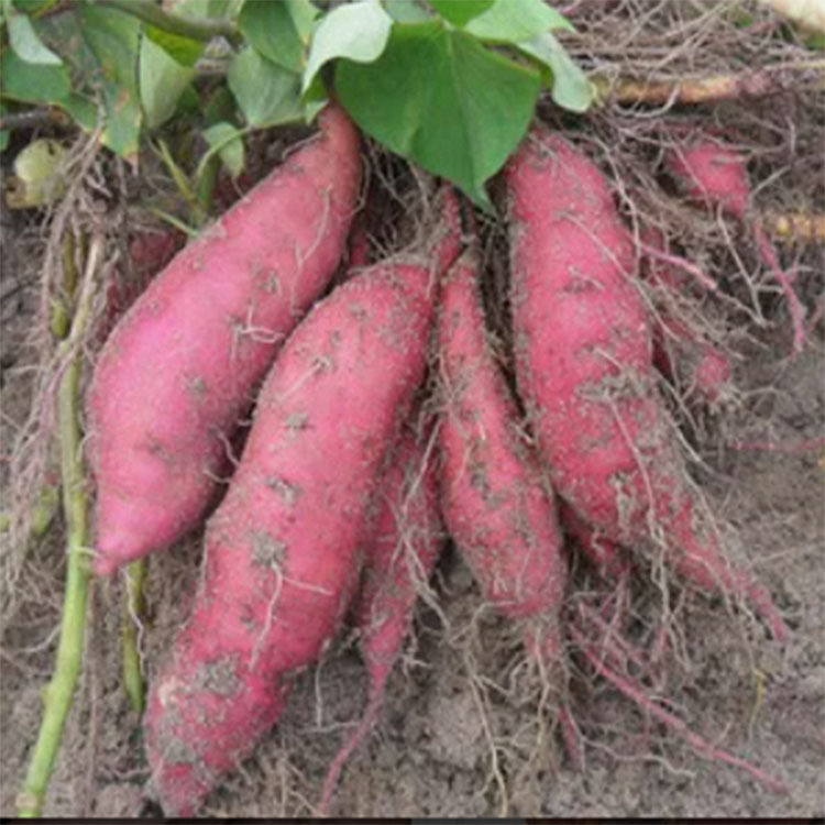 sweet potato wholesale fresh Chinese chestnut Yellow Heart Sweet potato Red Sweet potato Fresh vegetables 10/5/2 One piece per kilogram