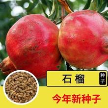 石榴种子 四季植物盆栽庭院观赏盘景果树籽 阳台花卉容易种植20粒
