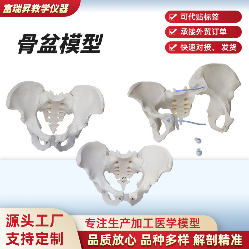 Pelvic model for teaching demonstration, movable human pelvic model, simulated bone anatomy model, medical teaching aid