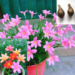 四季开花风雨兰种球花卉韭兰葱兰花苗庭院花卉阳台盆栽耐热耐寒