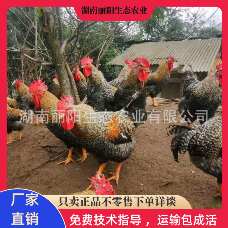 出售金芦花鸡苗活体中速型农村放养走地鸡仔支持新手养殖技术指导