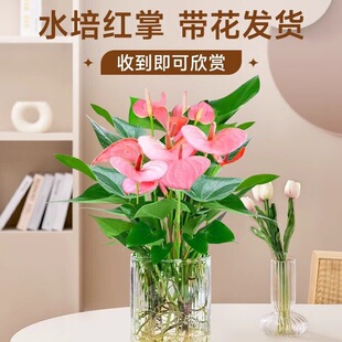 ��������ˮ��ֲ���҃Ⱥ��B�Gֲˮ�B�����ļ�����t���r��һ���L�