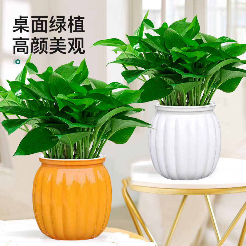 Green Radish Potted Indoor Living Room Office Formaldehyde Absorption Air Purification Hydroponic Plants Green Plants Florals Easy to Grow Green Baskets