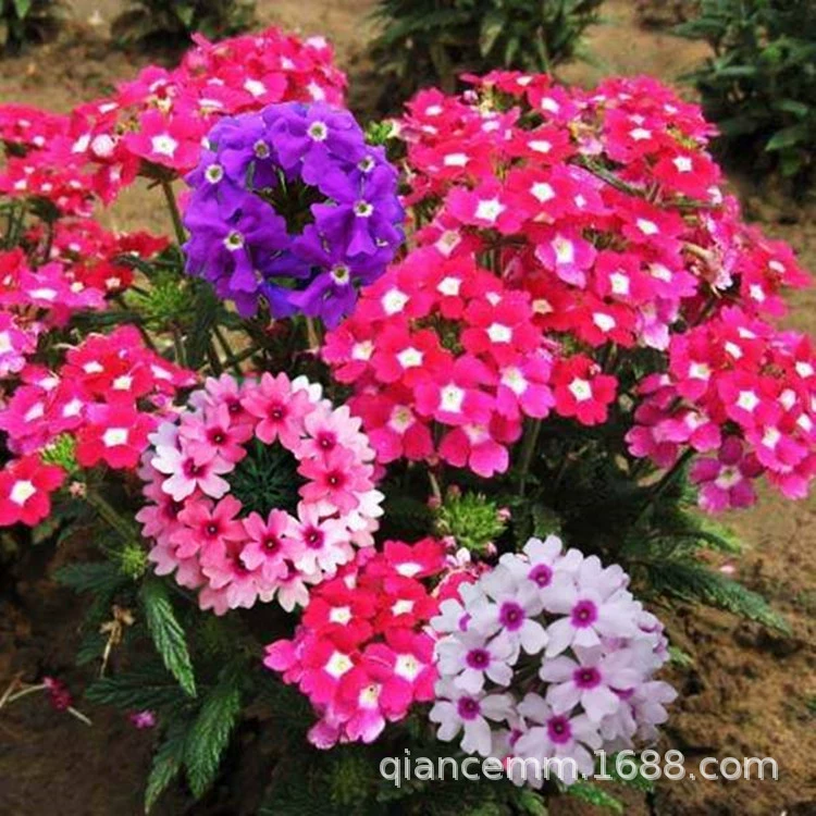 Смешанные цвета красоты вишни Семена Four Seasons легко выращивать декоративные цветы балконные цветочные семена красота вишня Горшечное растение цветочные семена