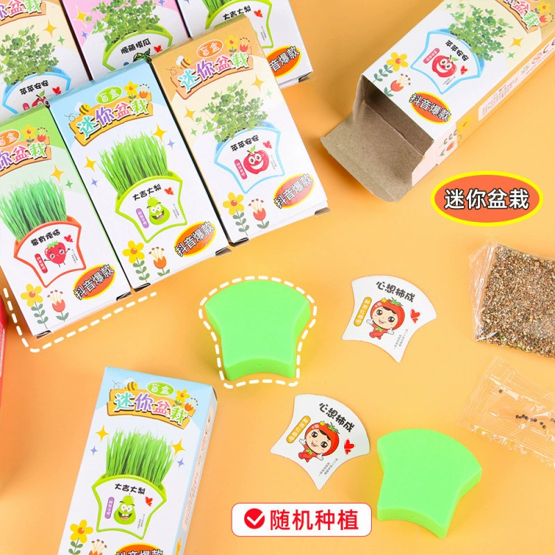 Настольное зеленое растение в горшке для учеников начальной школы, креативное мини-растение, слепой ящик, подарок для детского сада, комнатное посадка цветочных семян