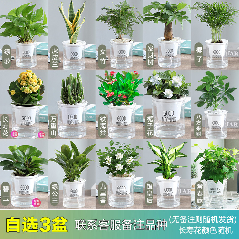 [꽃과 녹색 식물의 3개 화분을 원하는 조합으로 선택] + 무료 비료