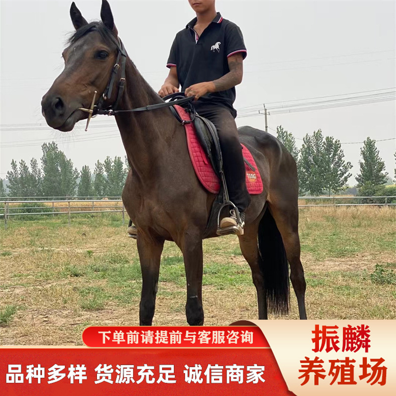 白色的骑乘马价格 伊犁马一匹什么价格 骑乘马肉马跑马观赏马赛马