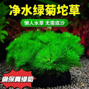 �G�������������ˮ��һ���׶��~�~���쾰�o���ɰ����ˮ�|