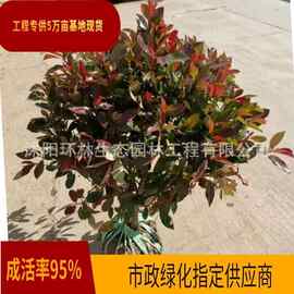 红叶石楠球树苗四季不落叶小区道路绿化工程苗庭院植物基地直销