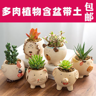 Succulent Plant Combination Small Potted Plant for Beginners with Pot Office Desk Green Plant Flower with Pot and Soil