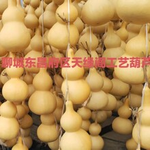 厂家批发天然葫芦特大 中葫芦  工艺品摆件 特大 中号素葫芦批发