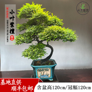 �߶��辰�_�h���Ϙ��������С�~��̴�ܘ��S�����͏dͥԺ�̨