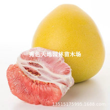 ������h�ĵ����T���Ә���/�t�����ּ޽ӹ�����ľ������ͥԺ�Nֲ