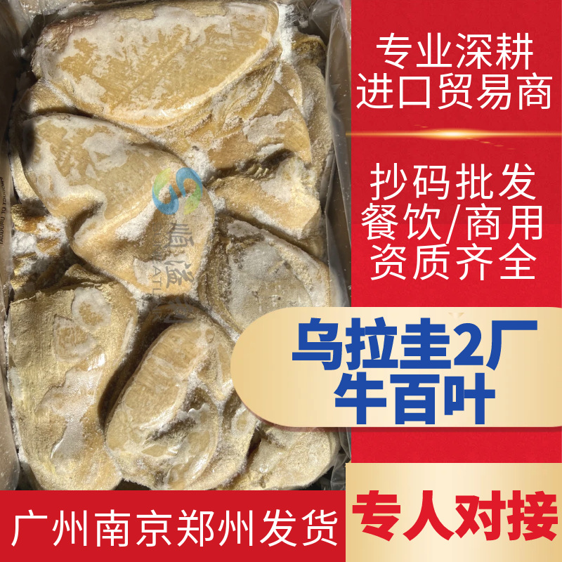 乌拉圭牛百叶 Q弹爽脆清洗干净半熟 牛杂煲餐饮大排档商用预制菜