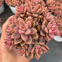 多肉植物姬朧月 多肉植物姬朧月批發 促銷價格 產地貨源 阿里巴巴