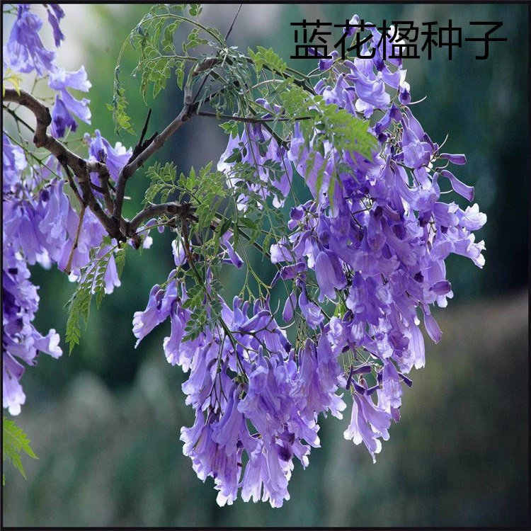 Оптом Новые Урожайные Семена Джакаранда Высококачественные Цветы Семена Лесных Растений Синий Туман Листья Фиолетовое Облако Семена Оптом