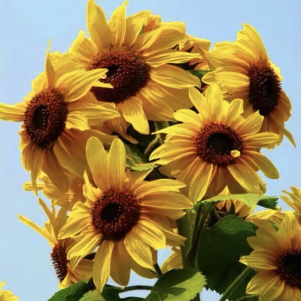 Sunflower Seeds to see edible flowers and flowers