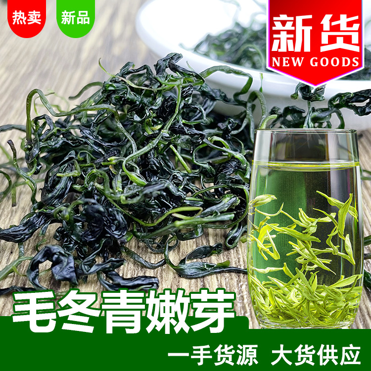 供应江湖地摊展销会新货毛冬青嫩芽 青山绿水茶 毛冬青茶叶