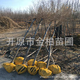 长期供应金叶榆3-15公树金叶榆球地被绿篱金叶榆盆栽树苗播种小苗