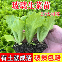 脆甜玻璃生菜苗子脆嫩奶油大速生菜苗阳台四季盆栽耐热蔬菜秧苗