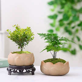 莲花粗陶素烧花盘陶瓷绿植花透气文竹花卉盆栽花瓣盆景园艺艺术