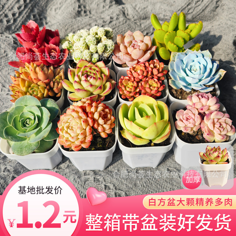Wholesale Succulent Plants with Pots, Green Plants, Cactus Small Potted Plants, Kindergarten Small Gifts, Prizes, Promotional Event Gifts