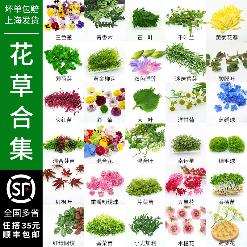 Fresh Mint Leaves, Fragrant Wood Cake Decoration, Pansy, Chiba Orchid Buds, Western Food Presentation, Flower and Grass Decoration Collection