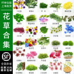 新鲜薄荷叶清香木蛋糕装饰三色堇千叶兰芽苗西餐摆盘花草点缀合集