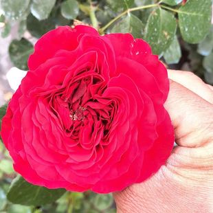 Courtyard Four-Season Potted Florals Rose Seedlings Vine Rose European Climbing Vine Large Flowers with Buds