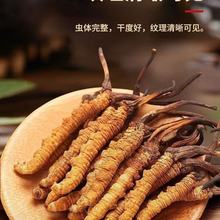 正宗野生虫草干货 冬虫夏草送礼滋补泡酒礼盒装 西藏那曲益肾