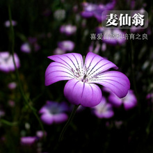 �����̻��N���ͺ�����ˮ֦��ˮ�����~ɏ�׷N�׻��ļ��������Ի���